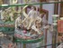 Collections porcelaines au Ch