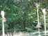 Le Jardin des plantes à Nante