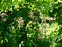 Le Jardin des plantes (à Nant