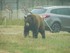 L'ours Baribal