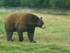 L'ours Baribal