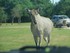 Le Nilgaut ( Boselaphus tragoc