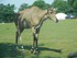 Le Nilgaut ( Boselaphus tragoc