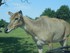 Le Nilgaut ( Boselaphus tragoc