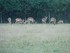 Le Springbok