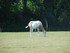 L'Oryx Algazelle (Oryx dammah)