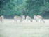 Le Cobe de Lechwe (Kobus leche