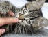 Noisette (la chatte de louise1