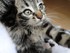 Noisette (la chatte de louise1