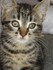 Noisette (la chatte de louise1