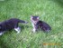 Noisette (la chatte de louise1
