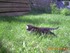 Noisette (la chatte de louise1