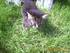 Noisette (la chatte de louise1