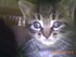 Noisette (la chatte de louise1