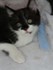 Pirouette (la chatte de louise