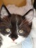 Pirouette (la chatte de louise