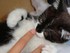 Pirouette (la chatte de louise