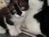 Pirouette (la chatte de louise