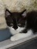 Pirouette (la chatte de louise