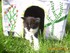 Finette (la chatte de louise19