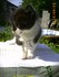 Finette (la chatte de louise19