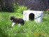Finette (la chatte de louise19