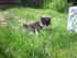 Finette (la chatte de louise19