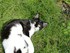 Finette (la chatte de louise19