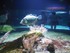 Aquarium La Rochelle n°1