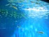 Aquarium La Rochelle n°1