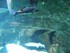 Aquarium La Rochelle n°1