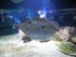 Aquarium La Rochelle n°2