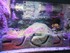 Aquarium La Rochelle n°2