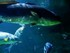 Vidéos de L'Aquarium La Roche
