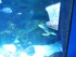 Vidéos de L'Aquarium La Roche