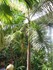 La forêt tropicale de l'Aquar
