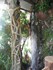 La forêt tropicale de l'Aquar