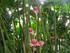 La forêt tropicale de l'Aquar
