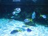 Le lagon (l'Aquarium La Rochel