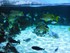 Le lagon (l'Aquarium La Rochel