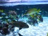 Le lagon (l'Aquarium La Rochel