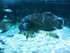 Le lagon (l'Aquarium La Rochel