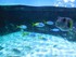 Le lagon (l'Aquarium La Rochel