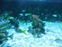 Le lagon (l'Aquarium La Rochel
