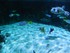 Le lagon (l'Aquarium La Rochel