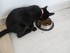 La journée du chat (la journ