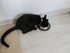 La journée du chat (la journ