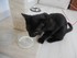 La journée du chat (la journ
