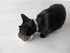 La journée du chat (la journ