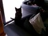 La journée du chat (la journ